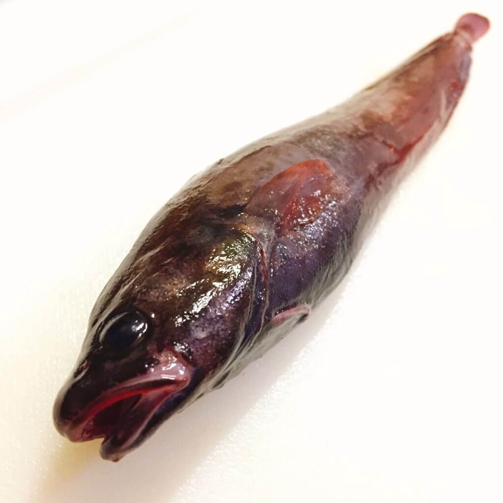 神奈川でもドンコが釣れる ドンコ汁という名のカサゴ メバル汁をつくってみた Oretsuri 俺釣