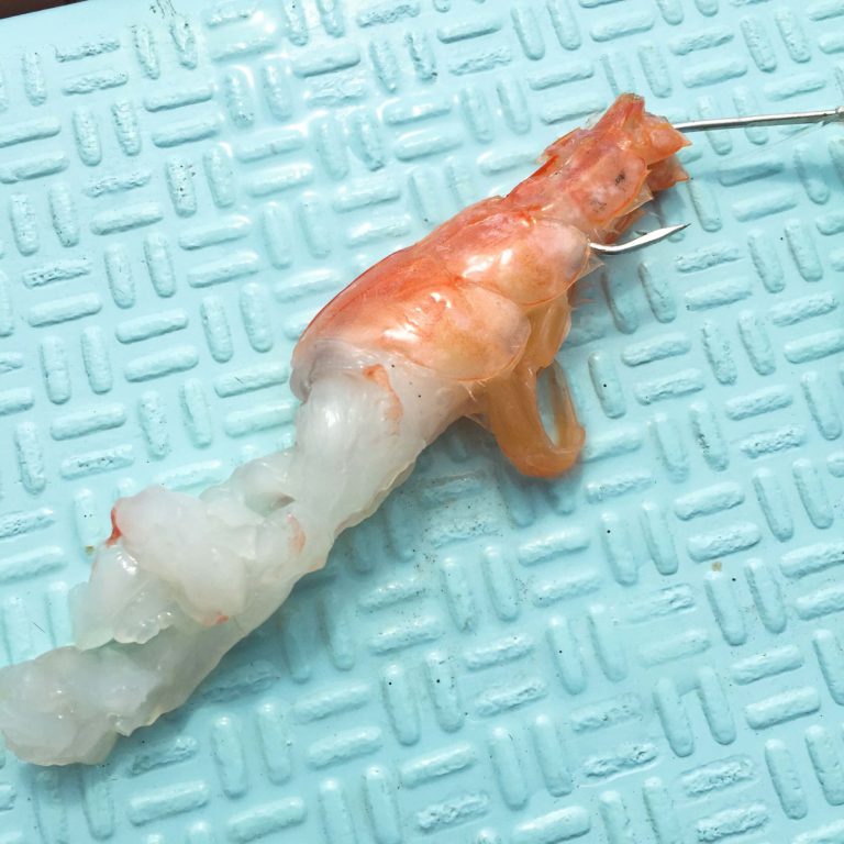 釣り餌のエビが噛まれている - IMG 4923 768x768