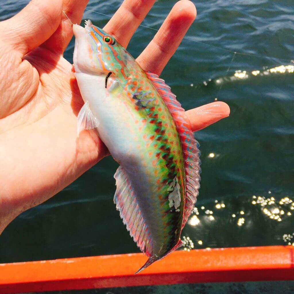 閲覧注意 海で釣った魚を料理して遭遇した寄生虫8種を紹介 Oretsuri 俺釣