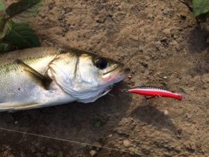 埼玉でスズキを釣った