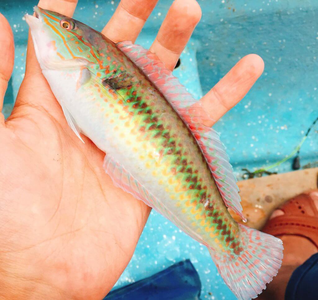 ベラ はちゃんと料理して食べてからマズイと言ってほしい 生態 釣り方 食べ方解説 Oretsuri 俺釣