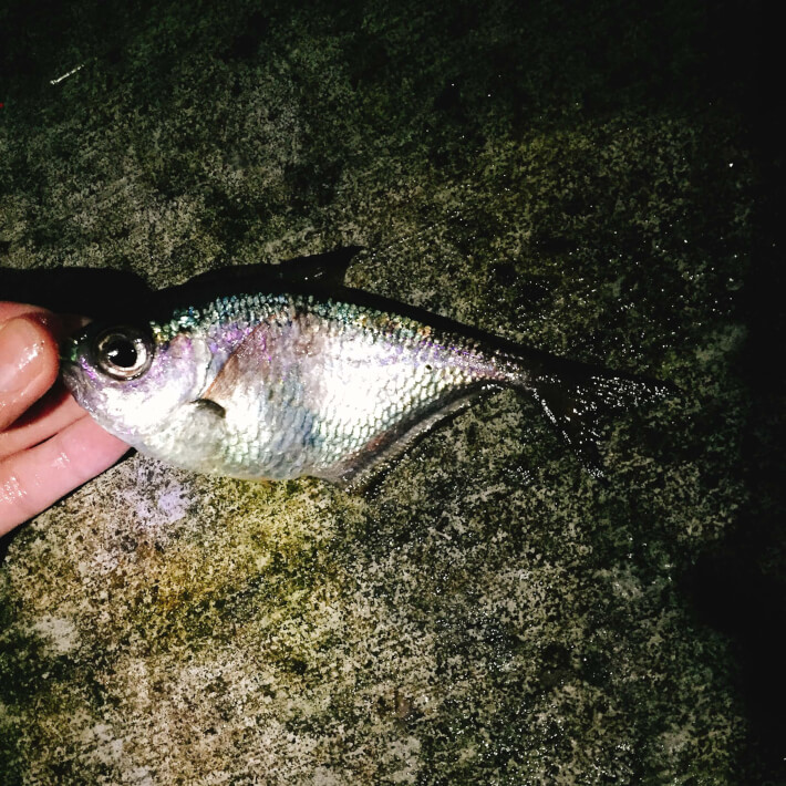 元町港の夜釣りで釣れたハタンポ
