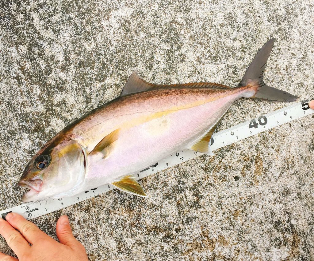 伊豆大島で釣ったカンパチ