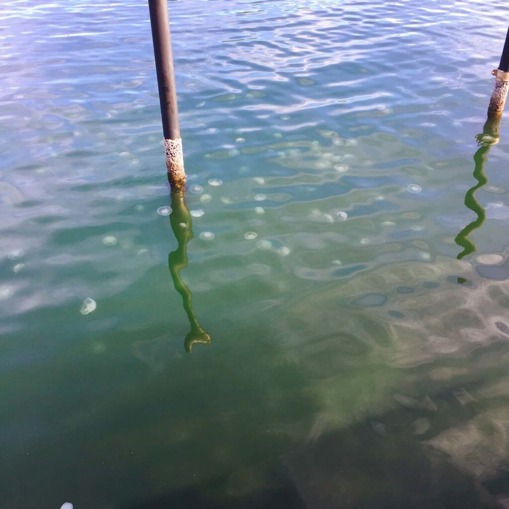 金沢漁港内にいたクラゲの大群