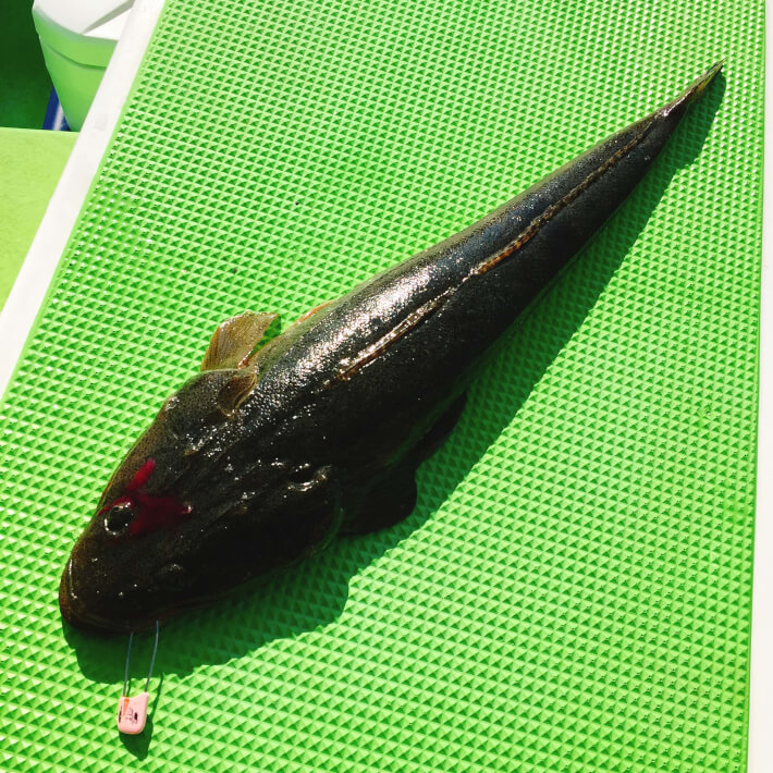 釣り上げたマゴチ