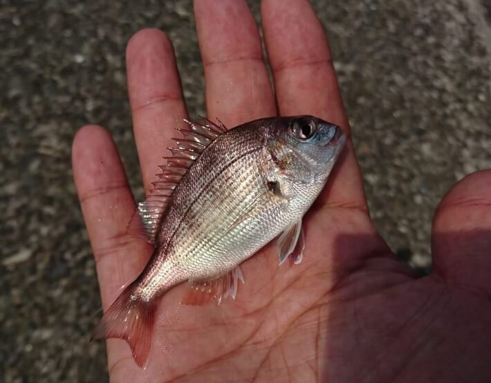 チャリコ 真鯛の幼魚 釣った人丸田大介さん Oretsuri 俺釣