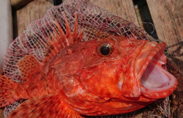 胃袋が出た根魚 は生き延びるの 保護事例とノウハウを紹介 Oretsuri 俺釣