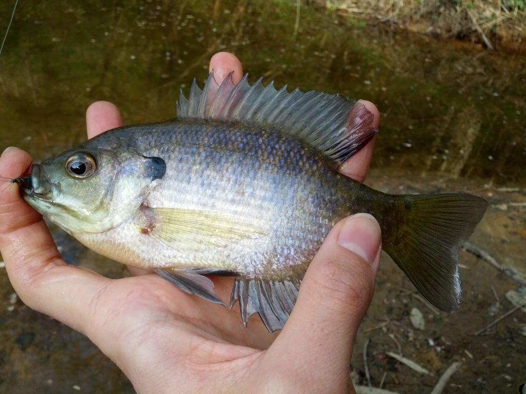 だまされるな ブルーギルは実はうまい 生態 釣り方 食べ方を解説 Oretsuri 俺釣