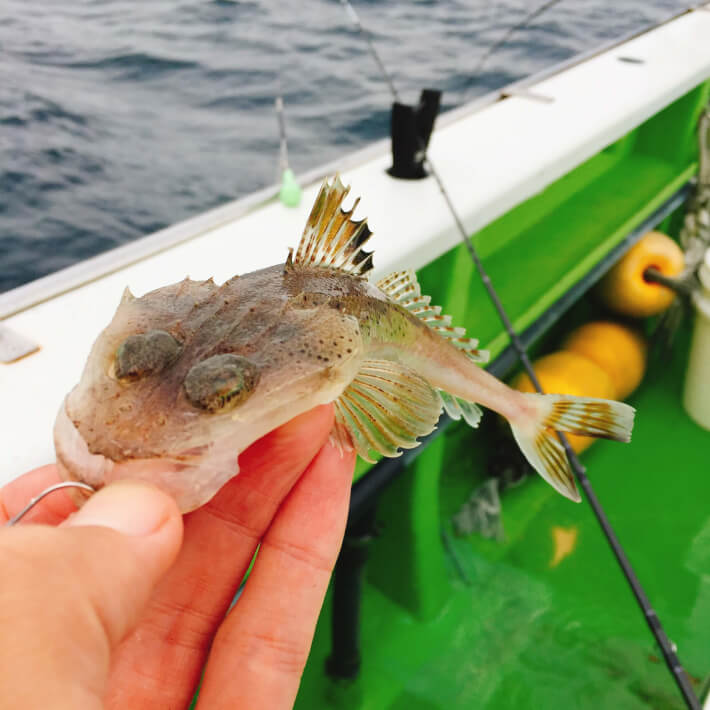 平塚新港庄治郎丸で釣ったワニゴチ