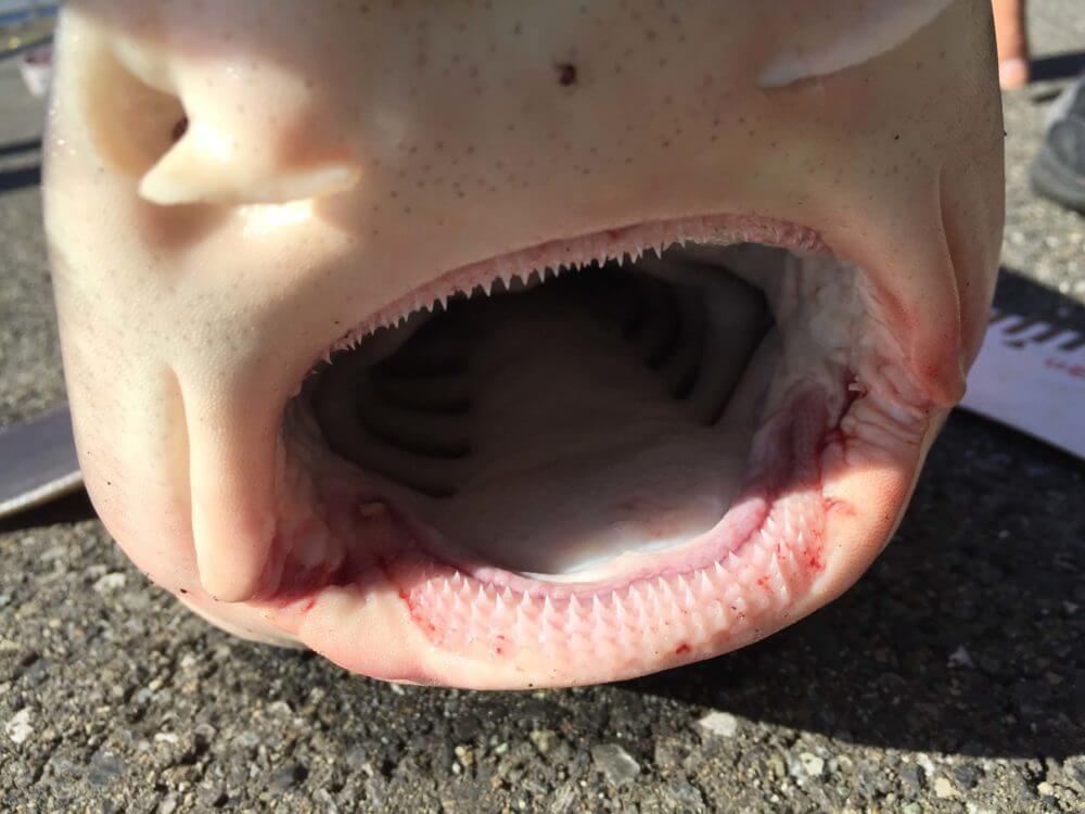 ベイシャークの歯