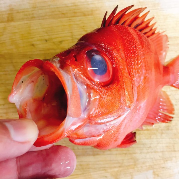 どっちが旨い タマガシラ と チカメキントキ の塩焼き決戦 Oretsuri 俺釣