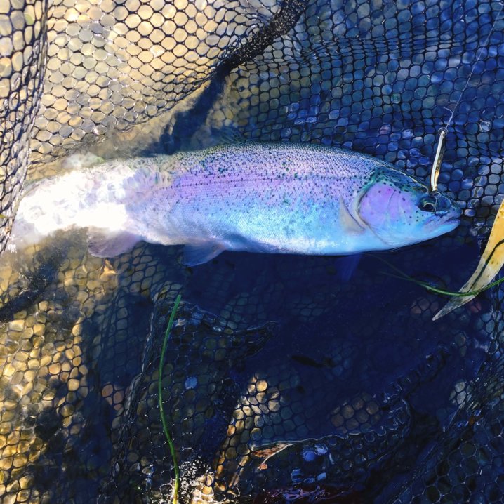 加賀フィッシングエリアのタグフィッシュイベントに参加してきた Oretsuri 俺釣