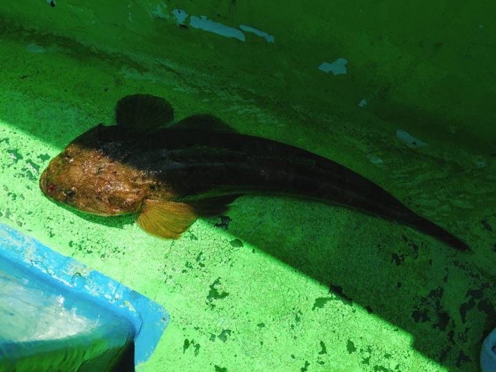 マゴチ釣りの 釣れる と 釣れない の差はどこにあるの 東京湾 Oretsuri 俺釣