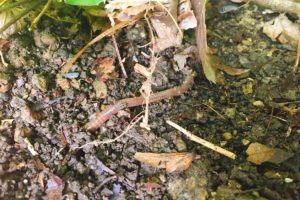 ウナギやテナガエビの特餌 ドバミミズ を捕まえにいってみた話 Oretsuri 俺釣