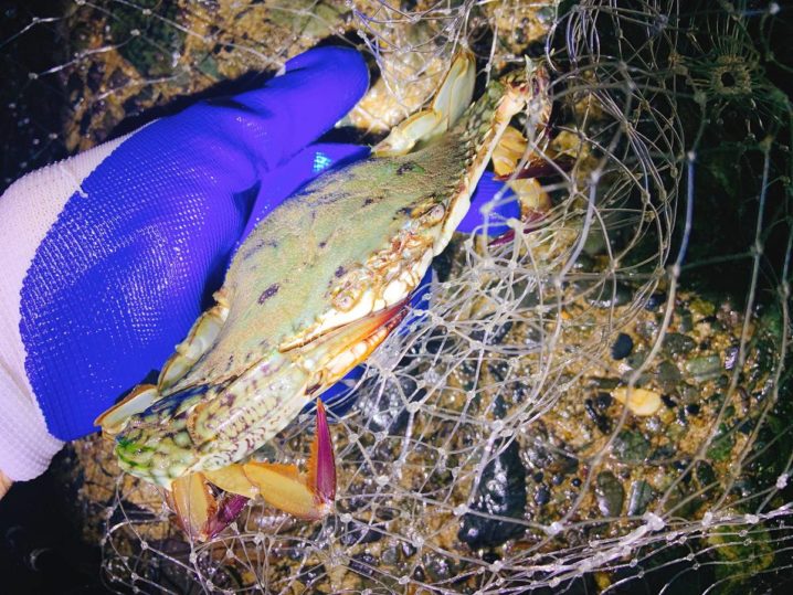 タイワンガザミ の外子は旨いの とれたてを醤油漬けにしてみた Oretsuri 俺釣