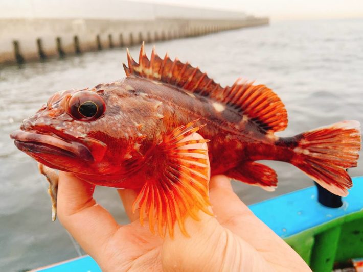 大型のカサゴを船で釣るための考察 Oretsuri 俺釣