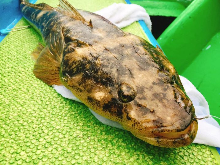 マゴチ釣りが好きだ ほんとうに好きだ 東京湾 Oretsuri 俺釣