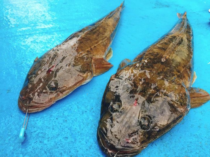 保存版 釣り人がオススメする 高級魚 マゴチ 料理レシピ35選 Oretsuri 俺釣