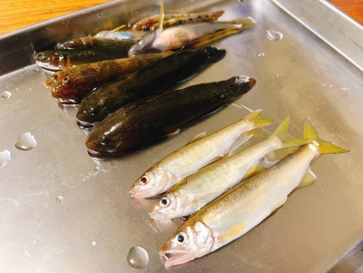 ハゼ類など小型の川魚はどう料理すべきか アヒージョがオススメ Oretsuri 俺釣