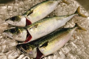 釣り人が言う 大鯖 中鯖 小鯖 の違いについて Oretsuri 俺釣