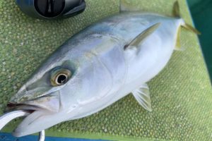 The青物 釣り人目線で見た出世魚 ワカシ イナダ ワラサ ブリ の違い Oretsuri 俺釣
