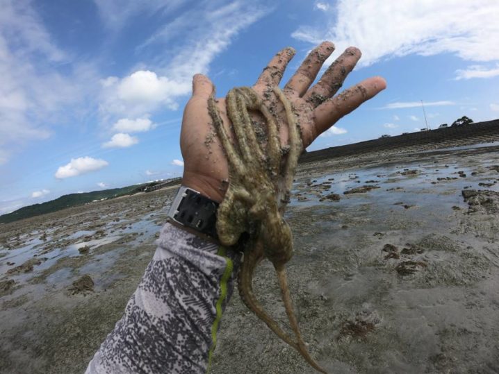 貝殻を投げて狙う釣り シガヤー ウデナガカクレダコ 釣りの面白さ 沖縄 Oretsuri 俺釣