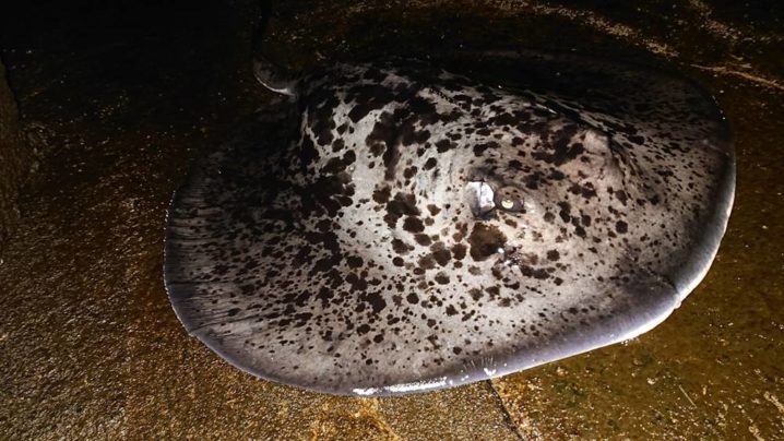 八丈島年越し マダラエイ 釣行 超弩級の引きと賢さに苦しむ Oretsuri 俺釣