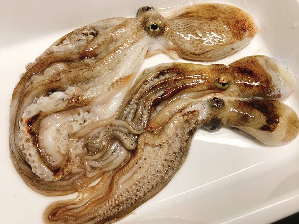 テナガダコ チヒロダコ 冬の東京湾スミイカ釣りで大体の人がリリースする 謎の深海蛸 をざっくり料理した Oretsuri 俺釣