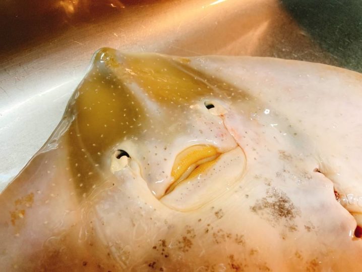 君は「ガンギエイ」の味わいを知っているか? ORETSURI