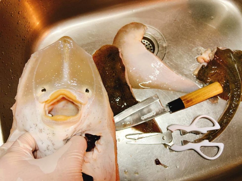 君は「ガンギエイ」の味わいを知っているか? ORETSURI