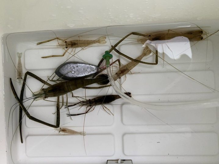 はじめてのテナガエビ釣り 荒川ご当地仕掛け 十字天秤 のメリットとは 荒川 平井大橋 Oretsuri 俺釣