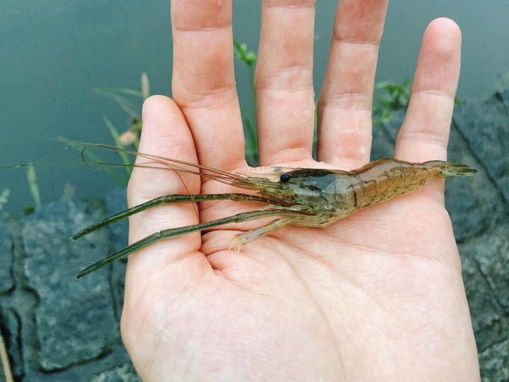 浅場のテナガエビ釣りは満潮前後 夕まずめがねらい目 Oretsuri 俺釣