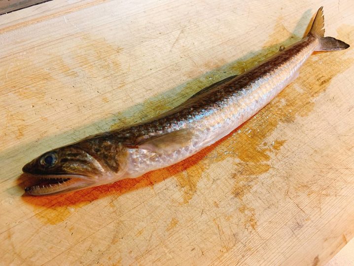 実は旨い魚 次に エソ が釣れたら食べてみよう 美味しい食べ方を紹介 Oretsuri 俺釣