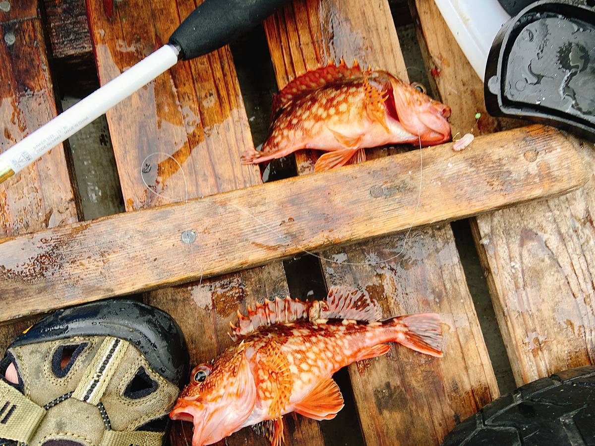 大津沖で釣ったカサゴ