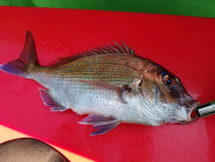 お食い初め真鯛釣り リベンジなんじゃい 金沢八景 野毛屋 Oretsuri 俺釣