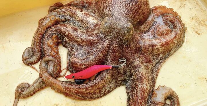 タコエギと大ダコ