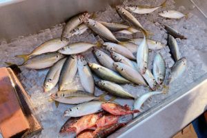 春から夏はいろんな魚が卵をもっている時期 アジ サバ キスの内臓料理 Oretsuri 俺釣