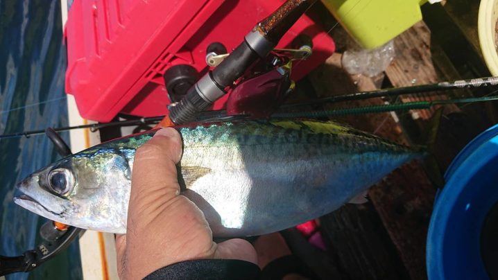 横須賀大津沖で釣りあげた トロサバ で最強のしめ鯖を作る Oretsuri 俺釣