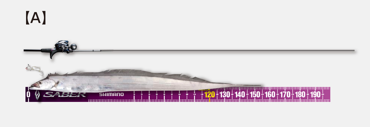 タチウオ釣りで言う ドラゴン 神龍 の定義とは 長さ 重さ 指の本数 Oretsuri 俺釣