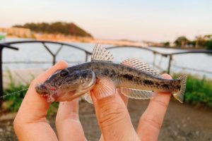 平潟湾・野島公園周辺のハゼ釣り場解説（ポイント情報・シーズン・釣り餌など）