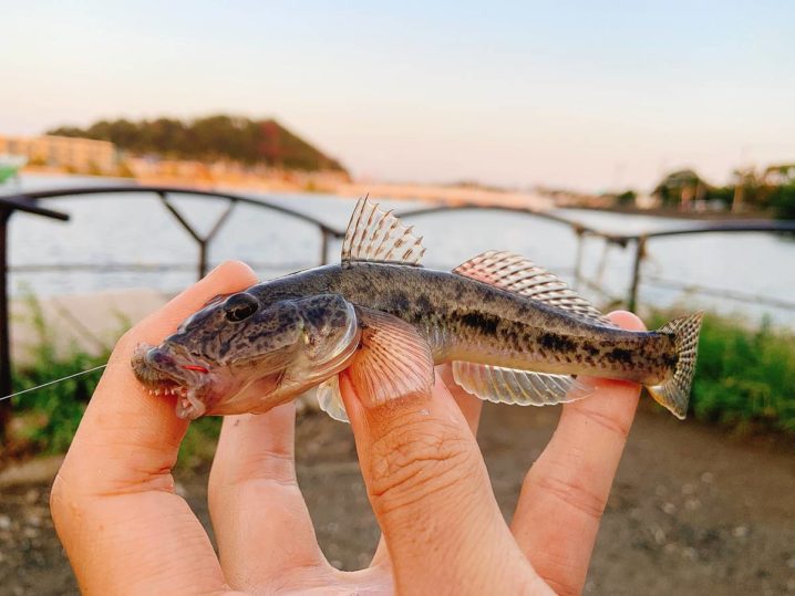 23年 平潟湾 野島公園周辺のハゼ釣り場解説 ポイント情報 シーズン 釣り餌屋 Oretsuri 俺釣