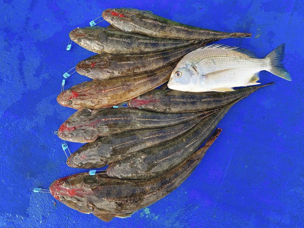 船釣りで「竿頭（さおがしら）」になる12のコツ | ORETSURI