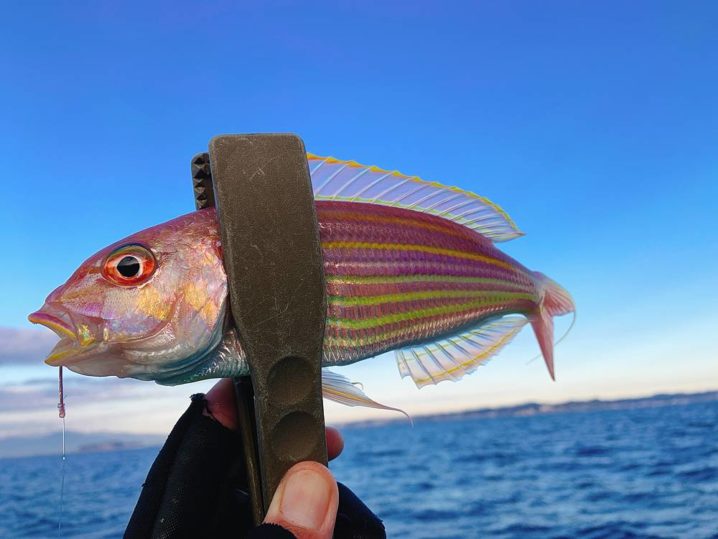 実は高級魚 イトヨリ の生態 釣り方 旬 オススメの料理法を解説 Oretsuri 俺釣