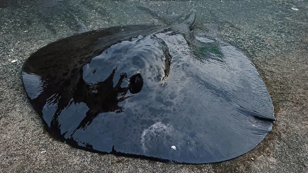 推定100キロオーバーの「マダラエイ」を仕留めるまで八丈島遠征 ORETSURI