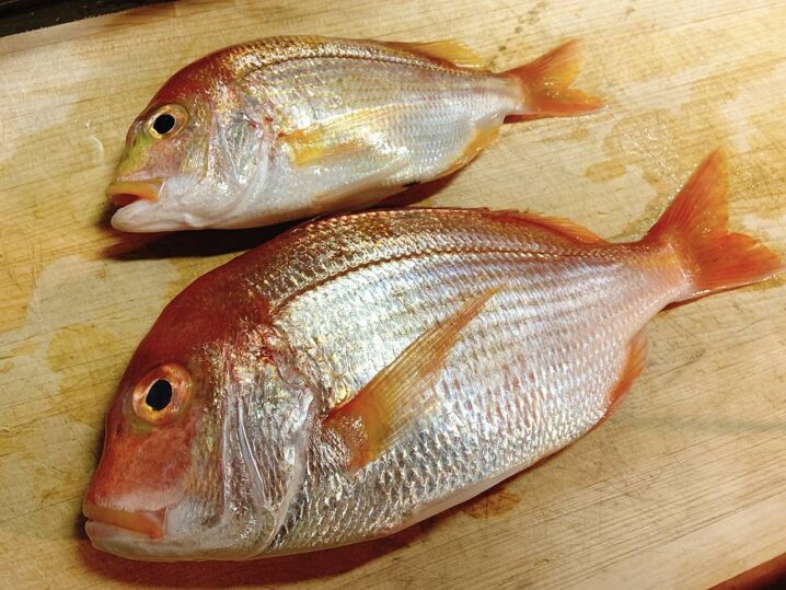 みんなが逃がしている？「キダイ」の釣り方・オススメの料理・食べるときの注意点 ORETSURI