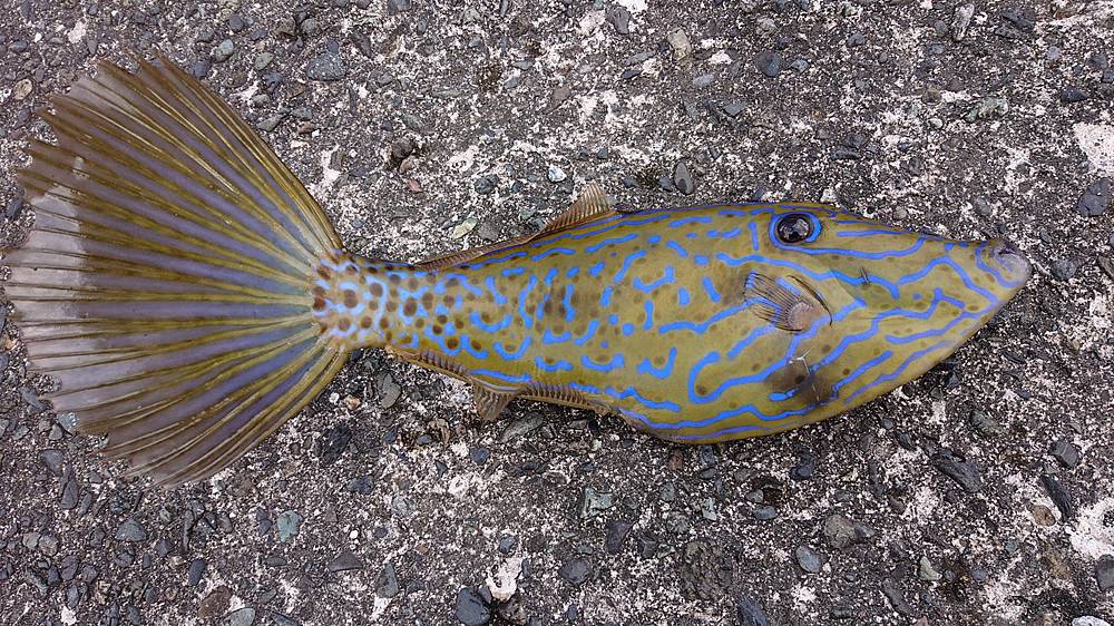 ヒィィ 堤防で釣れちゃう18種の毒魚と危険生物を解説 Oretsuri 俺釣