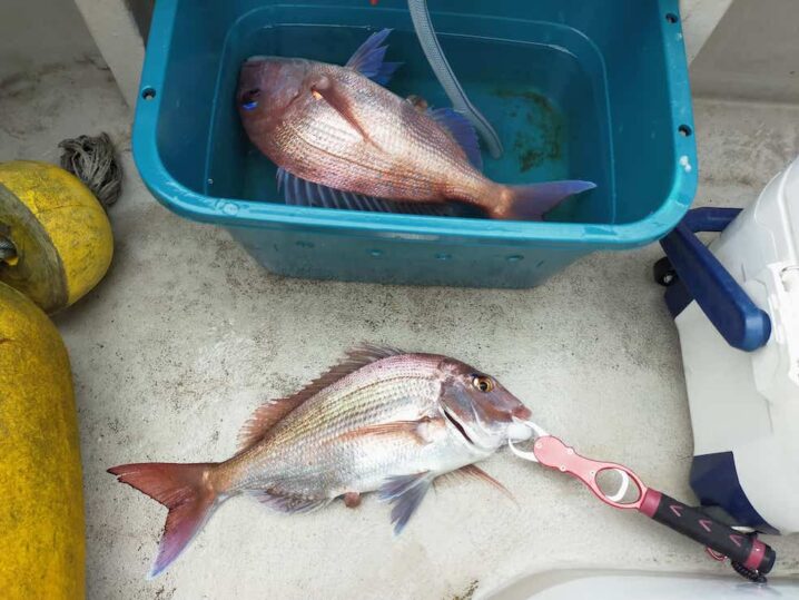 僕は 一つテンヤマダイ が好きだ キロオーバー真鯛を狙う道 あままさ丸 Oretsuri 俺釣