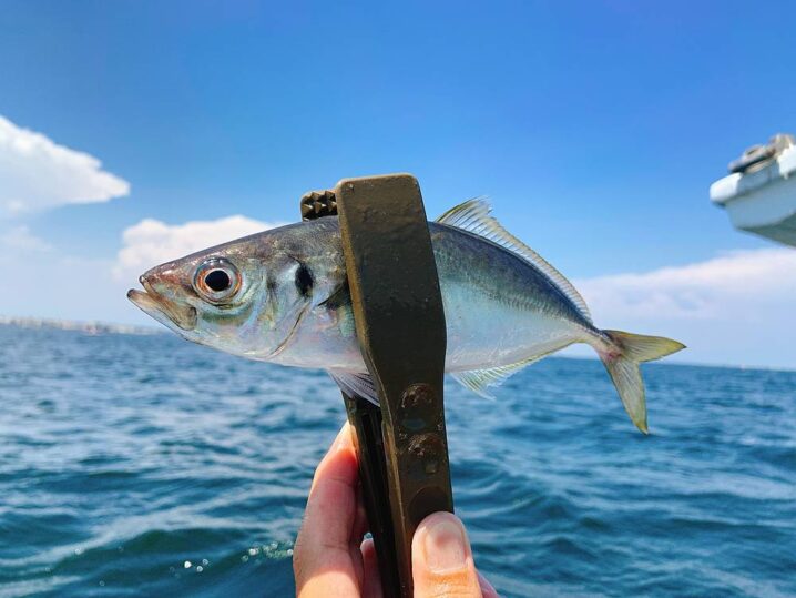 釣ったアジの 血抜きする しない問題 についての個人的考え Oretsuri 俺釣