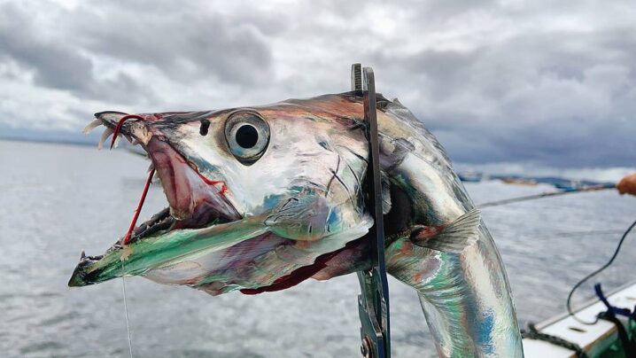 つかんで締めろ タチウオ釣り の手返しup 太刀魚koバサミtype のインプレ Oretsuri 俺釣