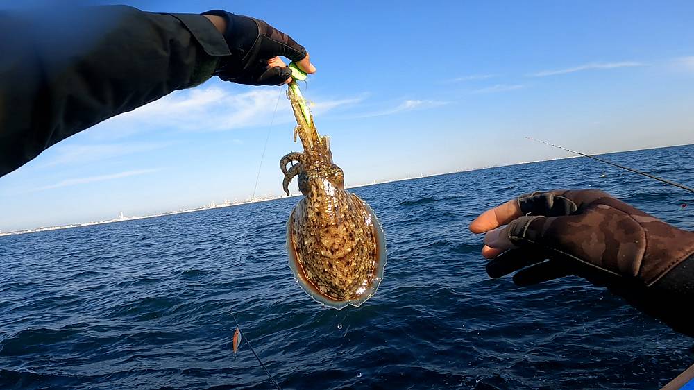 残席僅か 22新春イカゲーム 東京湾 特大スミイカを釣ろう 1 15 土 Oretsuri 俺釣